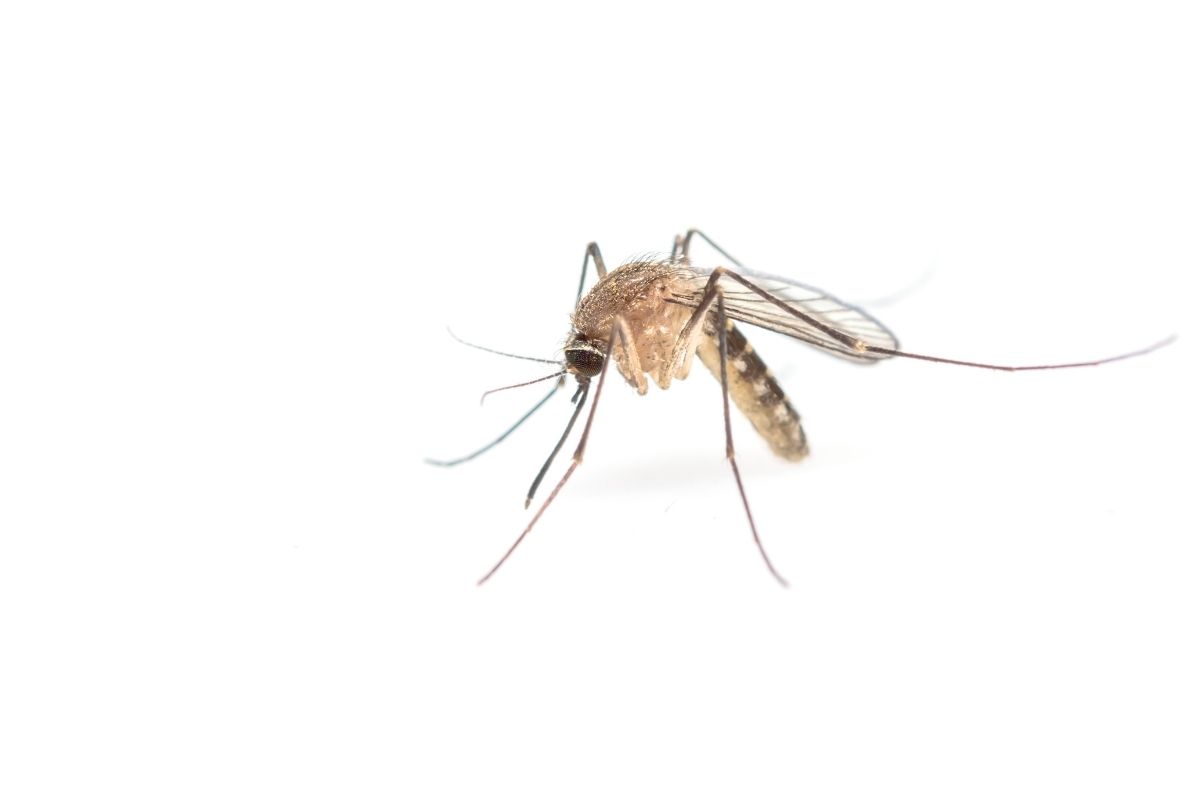 mosquito