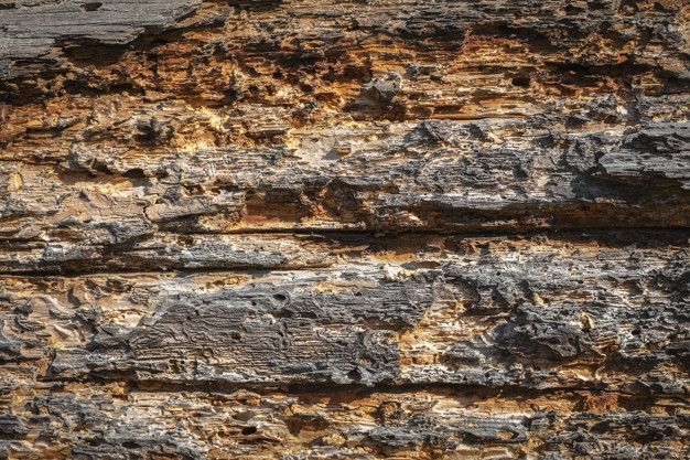 texture of the old spoiled wood damaged by woodworm